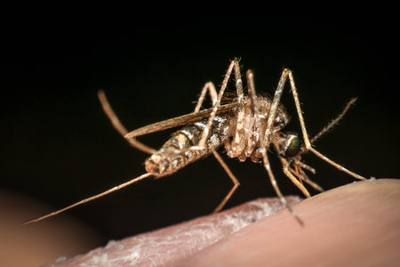 Macro of mosquito (Aedes aegypti) sucking blood close up on the human skin. Mosquito is carrier of...