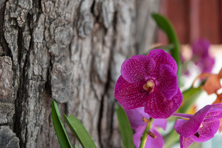 Flower (Orchidaceae or Orchid Flower) purple, violet, white and pink color, Naturally beautiful...