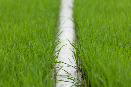Landscape nature of rice field on rice paddy green color lush growing is a agriculture in asiaの写真素材