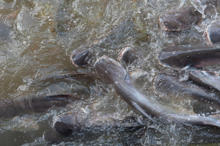 Crowd of many freshwater fish hungry such as catfish, snakehead fish, snake fish and other scramble...