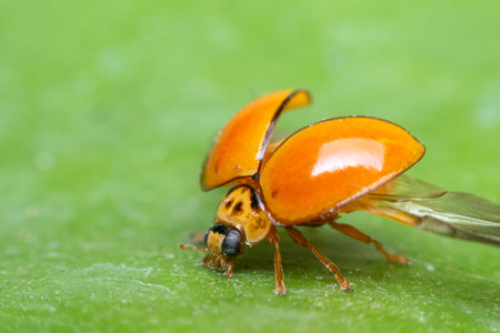 Macro of bug insect (Ladybug) orange and dot black color close up on the green leaf or leave in...
