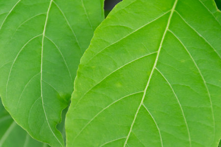 Greenery background, green color of nature plant and leaf environment greenery concept