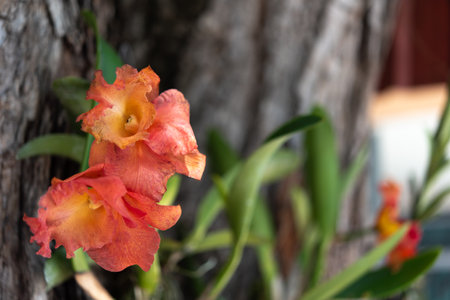 Flower purple, violet, white and pink color, Naturally beautiful flowers in the gardenの写真素材