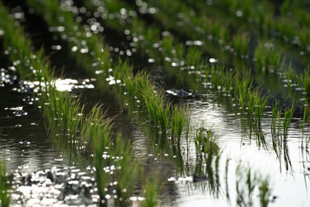 Landscape nature of rice field on rice paddy green color lush growing is a agriculture in asiaの写真素材