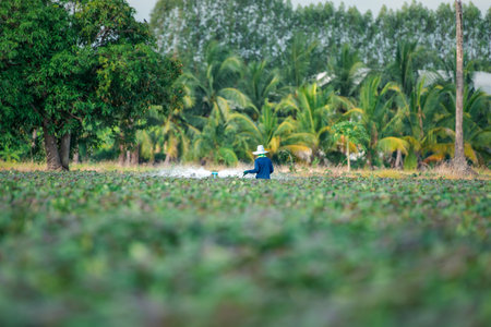 Nature of sweet potatoes plantation or yam farming on rural land green color lush growing is a agriculture in asiaの写真素材