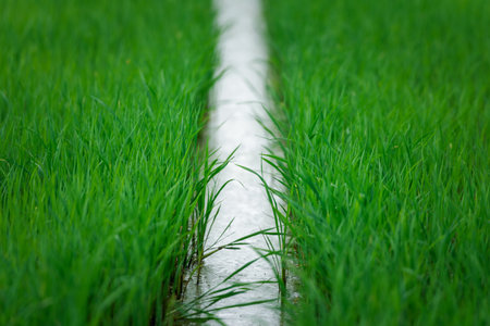 Landscape nature of rice field on rice paddy green color lush growing is a agriculture in asiaの写真素材