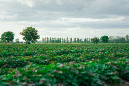 Nature of sweet potatoes plantation or yam farming on rural land green color lush growing is a agriculture in asiaの写真素材
