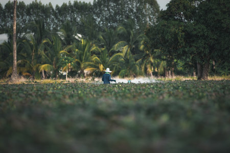 Nature of sweet potatoes plantation or yam farming on rural land green color lush growing is a agriculture in asiaの写真素材