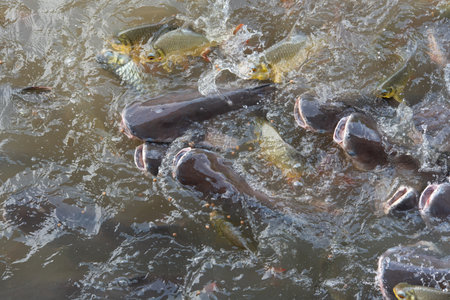 Crowd of many freshwater fish hungry such as catfish, snakehead fish, snake fish and other scramble for eat a food in river when feedの写真素材