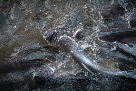 Crowd of many freshwater fish hungry such as catfish, snakehead fish, snake fish and other scramble for eat a food in river when feedの写真素材