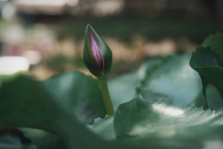 Lotus flower (Lotus, Water-lily, Tropical water-lily or Nymphaea nouchali) white and purple color, Naturally beautiful flowers in the gardenの写真素材