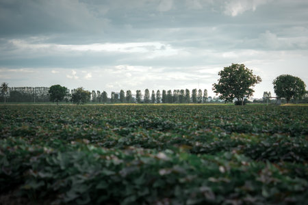 Nature of sweet potatoes plantation or yam farming on rural land green color lush growing is a...