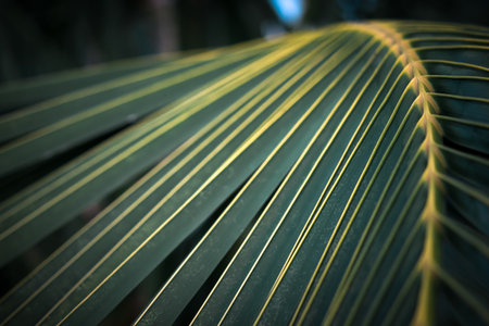 Greenery background, green color of nature plant and leaf environment greenery conceptの写真素材