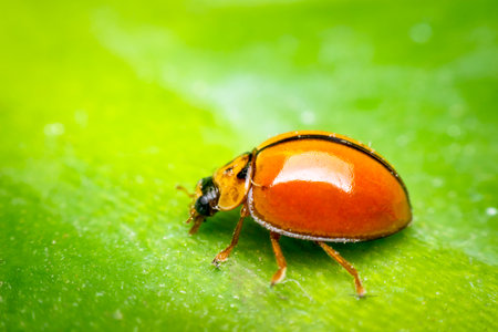 Macro of bug insect (Ladybug) orange and dot black color close up on the green leaf or leave in...