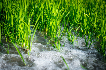 Watering of nature rice field on rice paddy green color lush growing is a agriculture in asiaの写真素材