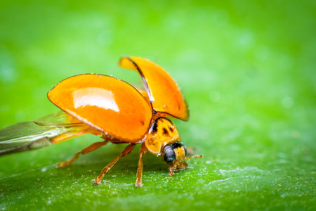 Macro of bug insect (Ladybug) orange and dot black color close up on the green leaf or leave in natureの写真素材