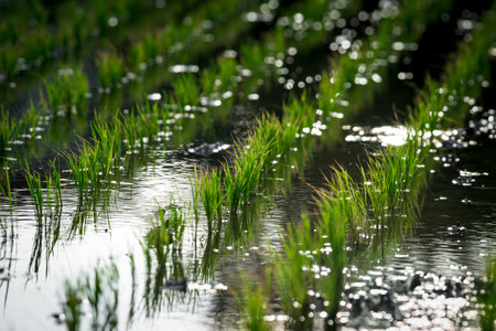 Landscape nature of rice field on rice paddy green color lush growing is a agriculture in asiaの写真素材