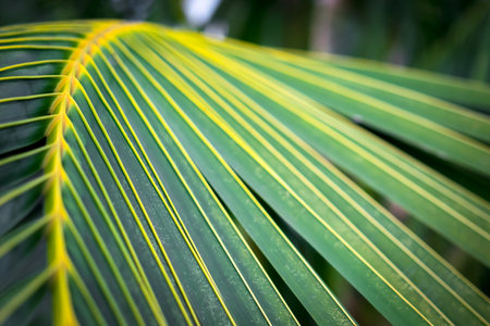 Greenery background, green color of nature plant and leaf environment greenery conceptの写真素材