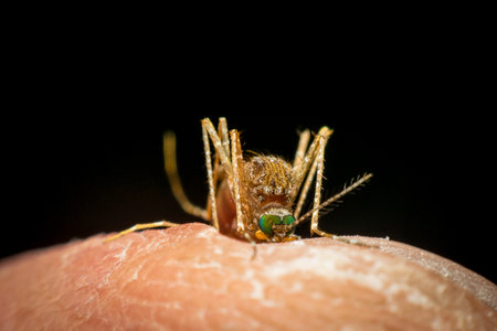 Macro of mosquito (Aedes aegypti) sucking blood close up on the human skin. Mosquito is carrier of Malaria, Encephalitis, Dengue and Zika virusの写真素材