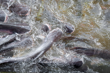 Crowd of many freshwater fish hungry such as catfish, snakehead fish, snake fish and other scramble...