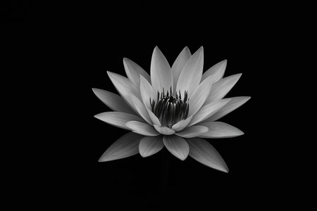 AI generated minimalist black and white lotus floating in darkness symbolizing purity calmness and enlightenment the soft light reveals delicate petals creating a serene meditative atmosphereの素材