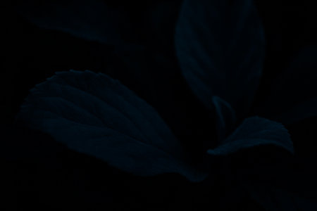 AI generated ultra realistic dark blue leaf in low light creating a calm deep and mysterious mood with soft textures subtle highlights and clean space for textの素材