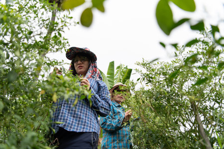 Two LGBTQ friends harvesting chili peppers in a Thai garden. Wearing protective hats and plaid shirts, they work together in the field surrounded by lush greenery, focused and smiling.の写真素材