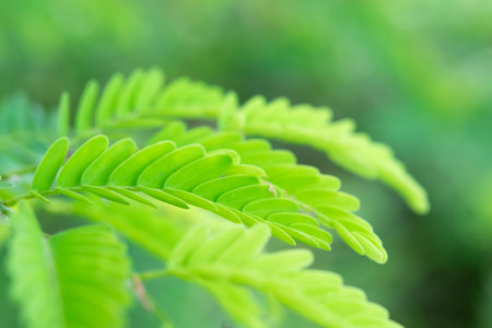 Greenery background, green color of nature plant and leaf environment greenery concept