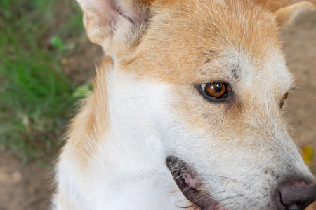 Thai brown stray dog is a animal type mammal and pet so cute playing at beautiful nature garden or farm and looking at something with joy and happyの写真素材