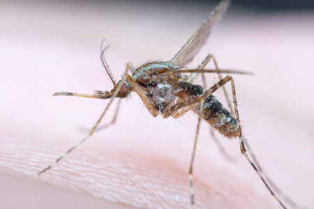 Macro of mosquito (Aedes aegypti) sucking blood close up on the human skin. Mosquito is carrier of...