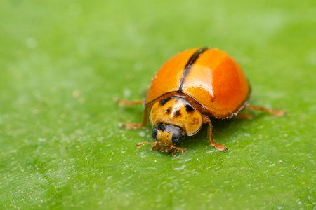 Macro of bug insect (Ladybug) orange and dot black color close up on the green leaf or leave in natureの写真素材