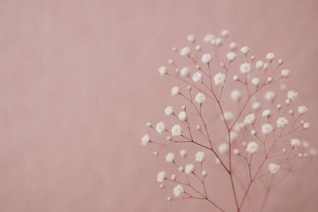 AI generated delicate babys breath flowers with tiny white blooms on soft pastel pink background conveying romance purity calm and minimal elegance with clean copy spaceの素材