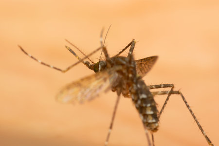 Close up macro of mosquito insect with visible legs wings and body against soft background...