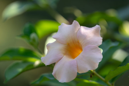 Soft pink allamanda flower blooming with warm yellow center surrounded by green leaves natural...