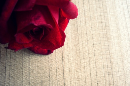 Rose backgroundの写真素材