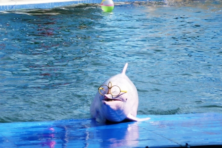 Dolphinの写真素材