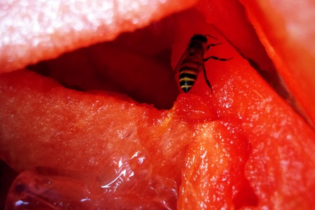 bee and melonの写真素材