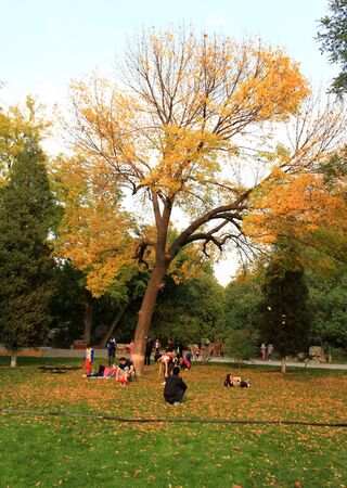 Autumn flowersのeditorial素材