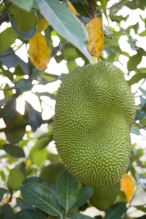 Jackfruitの写真素材