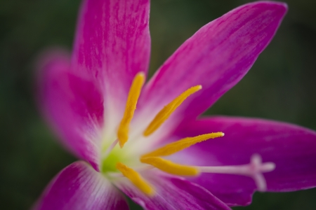 Marco flowerの写真素材