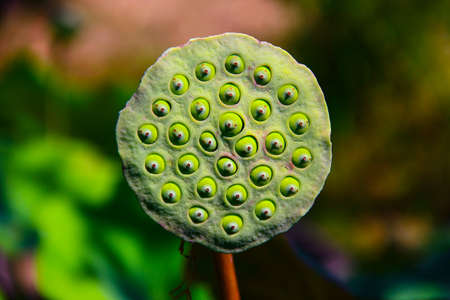 lotus flowerの写真素材