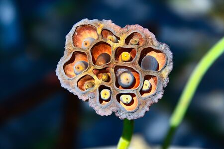 lotus flowerの写真素材