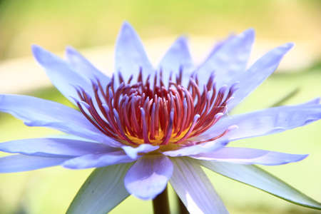 lotus flowerの写真素材