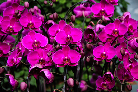 phalaenopsis orchid
