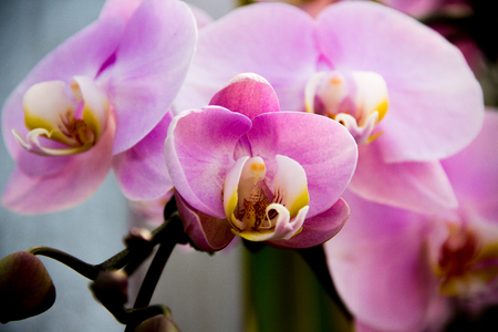phalaenopsis orchidの写真素材