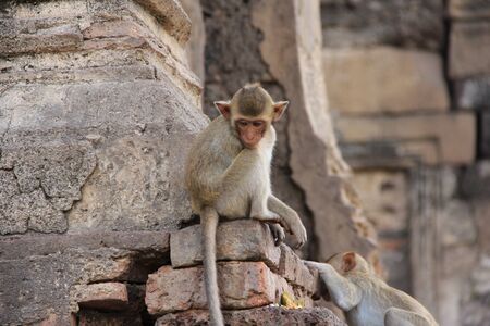 cute monkey