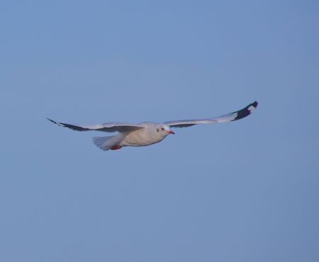 seagull flyingの写真素材