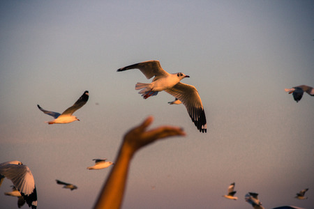 seagull flying