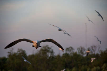 seagull flying
