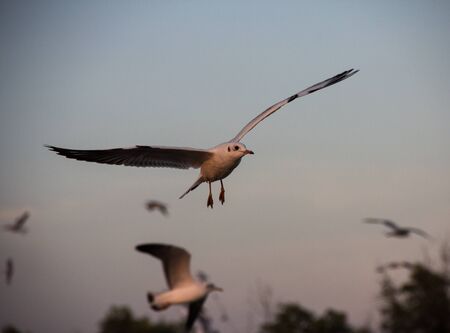 seagull flying
